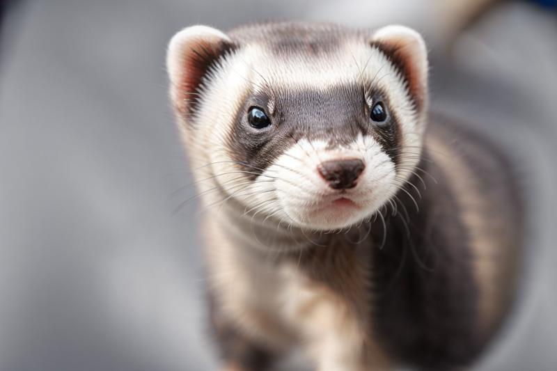 62501455-350253177-_lora_animals-HXZ_0.7_polar animals, animals, realistic,animal focus, animal, looking at viewer, blurry background,ferret.png